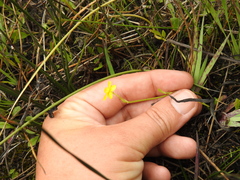 Ranunculus flammula