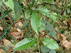 Choreutis