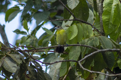 Ramphocelus flammigerus