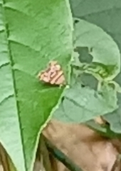 Choreutis