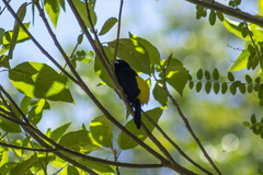 Ramphocelus flammigerus