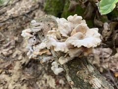 Panellus