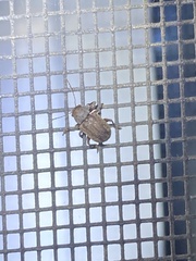 Coleoptera