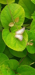 Anartia jatrophae