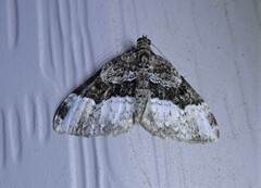 Euphyia intermediata