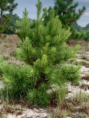 Pinus