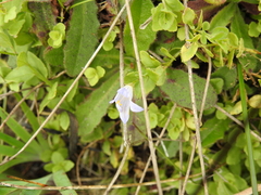 Campanula californica