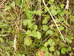 Sidalcea calycosa rhizomata