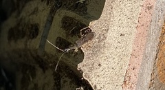 Myodocha serripes
