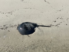 Limulus polyphemus
