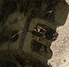Myodocha serripes