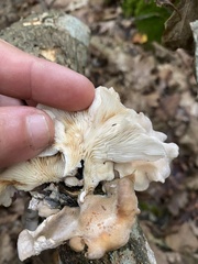 Panellus