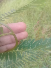 Enchenopa squamigera