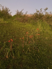 Phycella cyrtanthoides