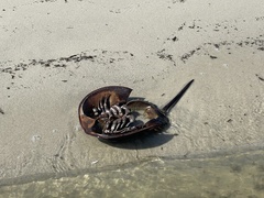 Limulus polyphemus