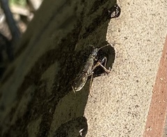 Myodocha serripes