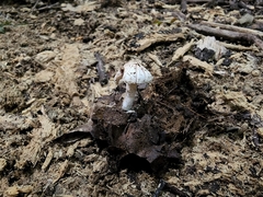 Cystolepiota
