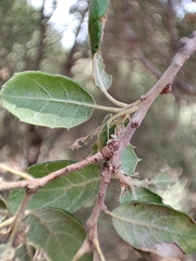 Quercus agrifolia