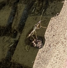 Myodocha serripes