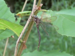 Boyeria vinosa