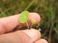 Hydrocotyle