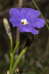 Goodeniaceae