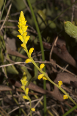 Synaphea petiolaris