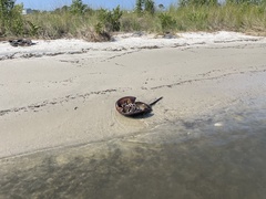 Limulus polyphemus