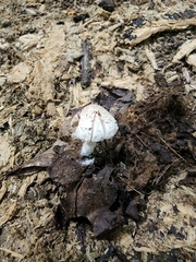 Cystolepiota
