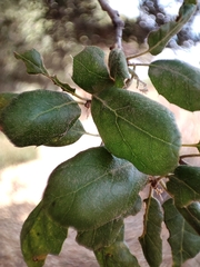 Quercus agrifolia