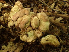 Hypomyces melanocarpus