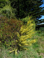 Acacia floribunda