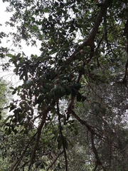 Quercus agrifolia