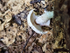 Cystolepiota