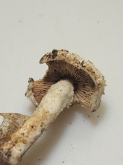Cystolepiota