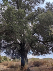 Quercus agrifolia