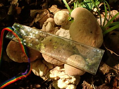 Hypomyces melanocarpus