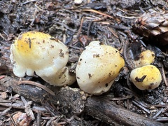 Hygrophorus