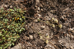 Eriogonum polypodum