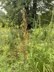 Sorghastrum