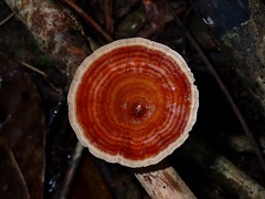 Microporus