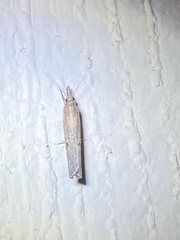 Fissicrambus mutabilis