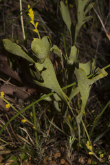 Synaphea petiolaris