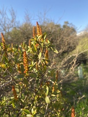 Colliguaja odorifera