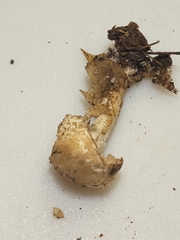 Cystolepiota