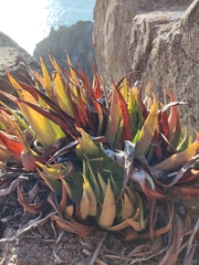 Dudleya