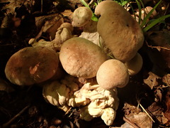 Hypomyces melanocarpus