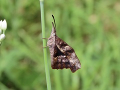 Libytheana carinenta