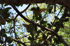 Psittacara erythrogenys