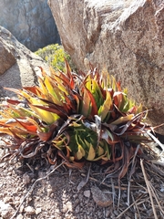 Dudleya